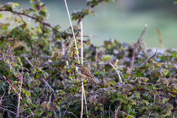 Fototapeta premium Sedge warbler singing in early light