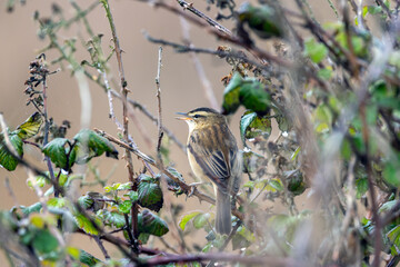 Fototapeta premium Sedge warbler calling from a bramble stem