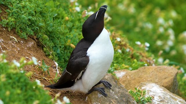 Razorbill (Alca torda) Stretching Wings, Displaying Beak, and Making Eye Contact