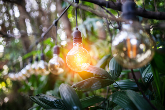 outdoor string lights hanging in garden or forest