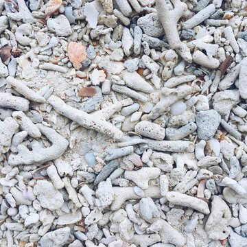 stones on the beacha collection of dead coral fragments, stones, and shells resting on a sandy beach.