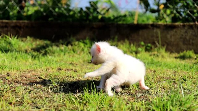 Two small fluffy white kittens playfully interacting on green grass during bright sunny day. Adorable baby pets dynamically run, explore, and play together outdoors. Charming video content ideal for a