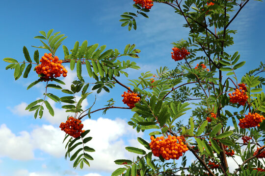 Rowan berries on tree in August