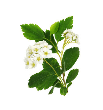 Sprig of spiraea chamaedryfolia with small white flowers and green leaves isolated on white or transparent background