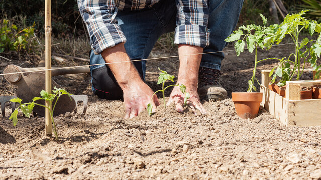 Close up of farmer's hands planting tomato seedling in soil in organic field. Garden work in spring. Traditional agriculture.