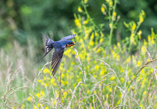 Barn swallow in flight past yellow flowers.