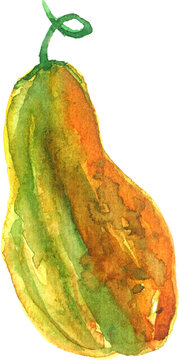 Watercolor butternut squash illustration hand painted gourd vegetable with orange and green textures for autumn harvest and thanksgiving decorative designs