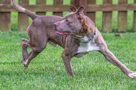 Brown and white pit bull looks behind him as he runs in the grass.