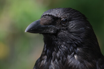 Obraz premium Kolkrabe / Common raven / Corvus corax