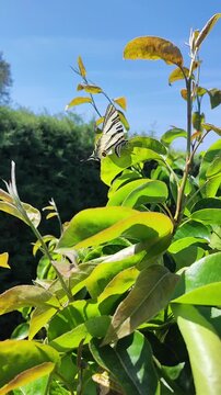   Iphiclides podalirius. Podalirio. Chupaleches. Una mariposa de la pen&iacute;nsula ib&eacute;rica. 