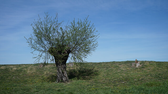 Pollarded White Willow Tree on Grassy Hillside Against Blue Sky