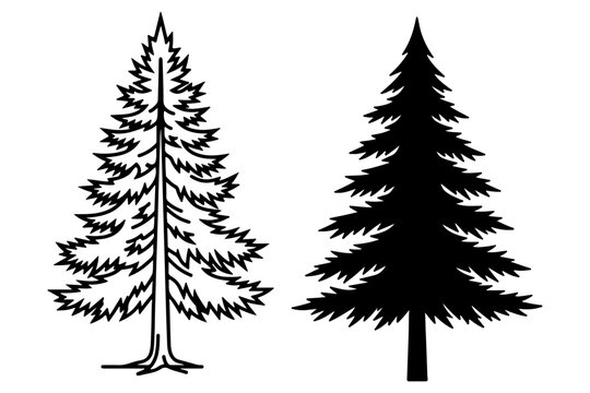 Set of two coniferous pine tree illustrations featuring a detailed line art version and a solid black silhouette