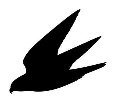 Silhouette of a swallow flying