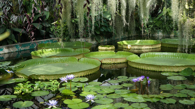 Giant Amazon Water Lilies and Blue Nymphaea in Tropical Pond