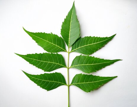 close up view of neem leaf against white background