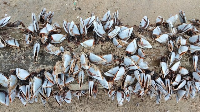 Goose barnacles on driftwood. Marine crustaceans attached to wood. Nature.