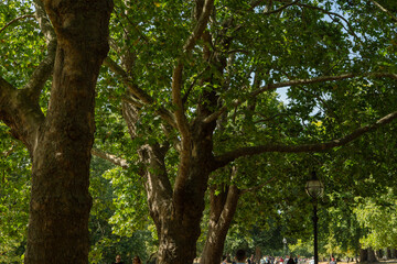 Fototapeta premium LONDON, UK - AUGUST 08, 2026: Green canopy of large plane trees covering a tree-lined avenue with a vintage street lantern in Hyde Park.
