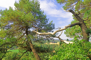 Fototapeta premium Scots Pines, in Hawkstone Park, Shropshire.