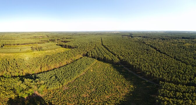 Aerial panoramic view of managed forest with trees of different ages and sizes, sustainable timber production.