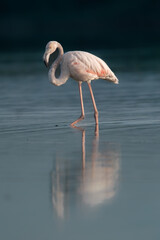 flamingo in the water © shenal