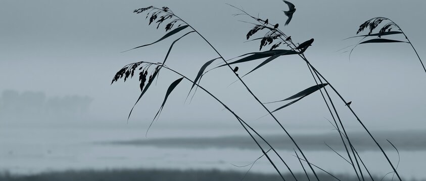 Birds flying over reeds in foggy morning landscape