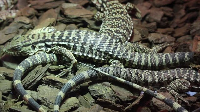 Close-Up of Patterned Black and White Tegu Lizards on Wood Bark Substrate 