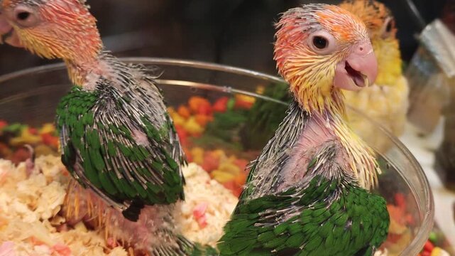 Close-Up of Young Parrot Chicks in a Nesting Bowl