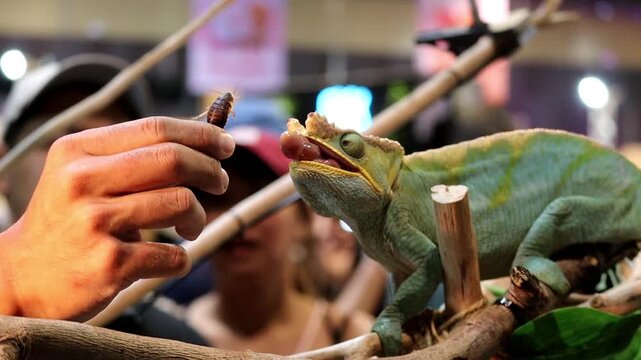 Parson's Chameleon Catching Food with Long Tongue