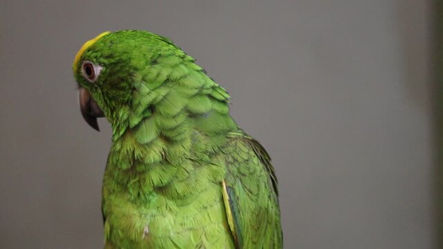 Close-Up of a Yellow-Crowned Amazon Parrot Turning its Head