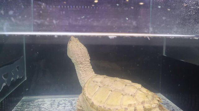 Leucistic Alligator Snapping Turtle Stretching Neck to Surface to Breath in an Aquarium