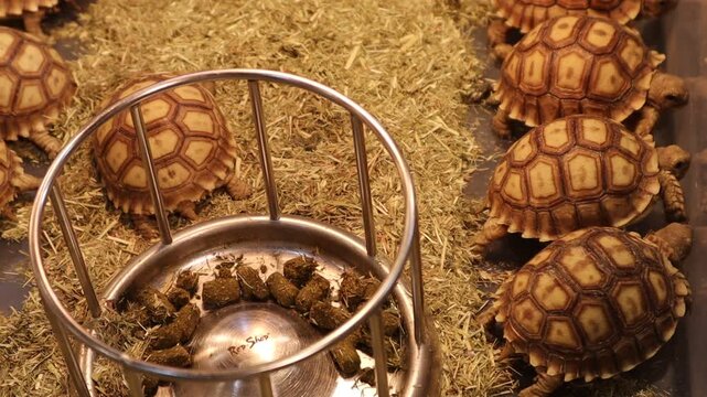 Group of Baby Sulcata Tortoises Near Feeding Bowl