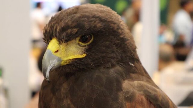 Close-Up Profile of a Harris's Hawk