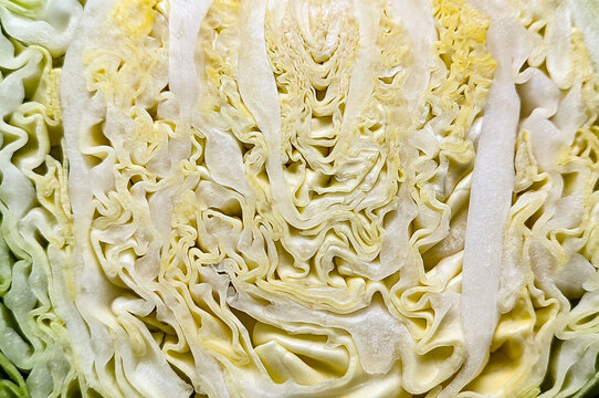 Fresh raw cabbage slice macro texture background with natural organic yellow and green vegetable details pattern for healthy food eating concept nutrition photography
