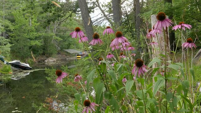 Inlet of Stoney Lake in Selwyn, Ontario, Canada on a cloudy summer afternoon. Waterway with cottages, cabins and recreational boats. With purple echinacea flowers in the foreground.