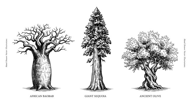 Engraved illustration of African baobab, giant sequoia, and ancient olive trees