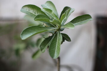 Fresh green adenium plant leaves with natural soft blurry background, close-up view of tropical botanical houseplants for biology, environment, and nature design. © sukmastock