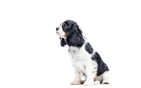 Spaniel puppy
