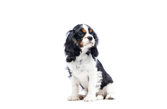 Cavalier Spaniel puppy looking