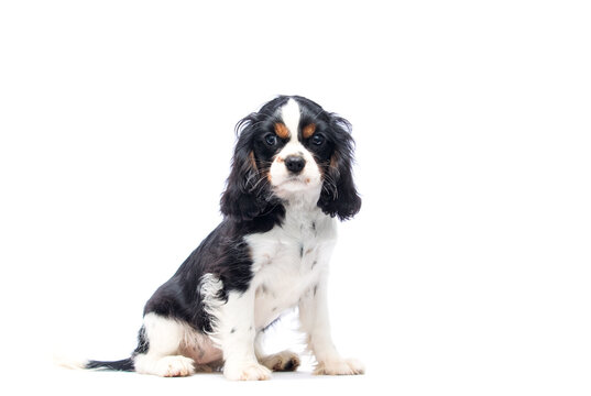 Front portrait of a Cavalier King Charles Spaniel puppy.