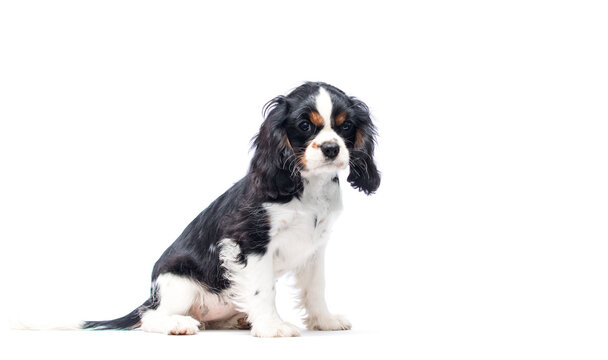 houghtful Cavalier Spaniel puppy looking down