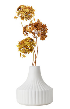 Dry brown hydrangea flowers painted in gold in a ceramic vase isolated on white or transparent background.