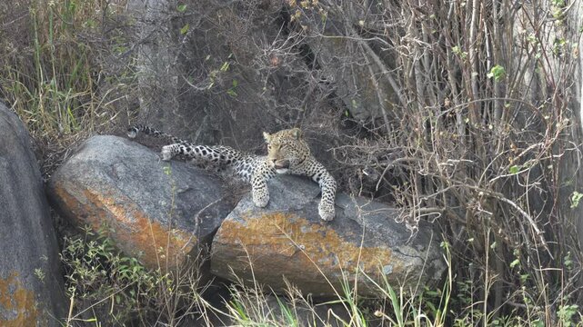Leopard lying on rocks in the Serengeti, Tanzania, 16:9 4k 50 fps, Sony Images