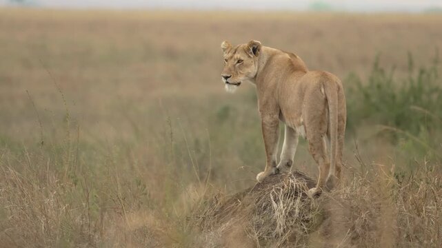 Lioness perched on a hill overlooking the Serengeti, Tanzania, 16:9 4k 50 fps, Sony Images