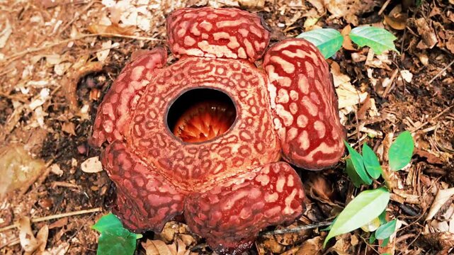 Rafflesia flower blooming top view in Borneo Jungle, Malaysia