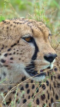 Close-up of a Gepard resting in the undergrowth of the Serengeti, Tanzania, 9:16 4k 50 fps, sony images
