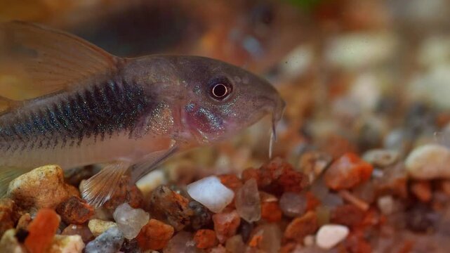 Macro video of a Corydoras catfish on the gravel bottom of a freshwater aquarium.
