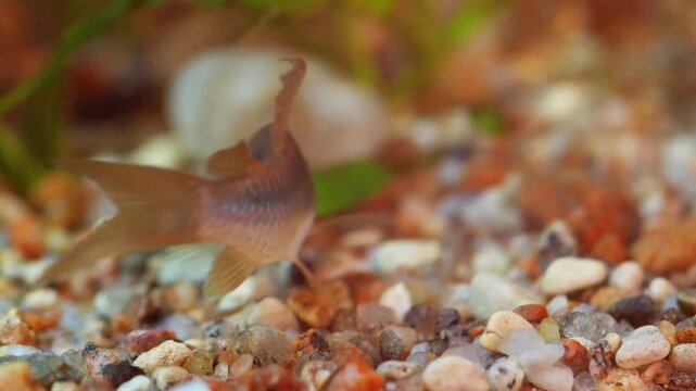 Detailed Profile of a Bronze Cory Catfish Showing Barbels and Iridescent Scales
