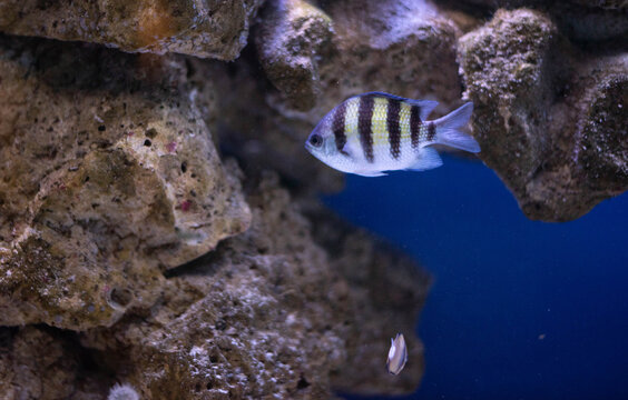 Striped sergeant major damselfish swimming near live coral rocks in a marine aquarium. Underwater tropical sea life, saltwater reef tank, and aquatic biodiversity concept.