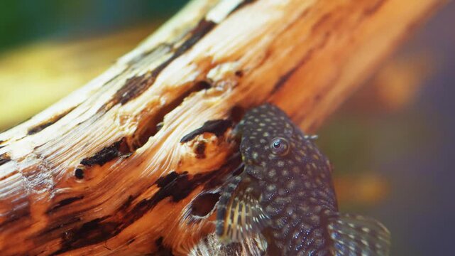 Close-Up of Ancistrus Catfish Sucking and Feeding on Driftwood in Freshwater Aquarium