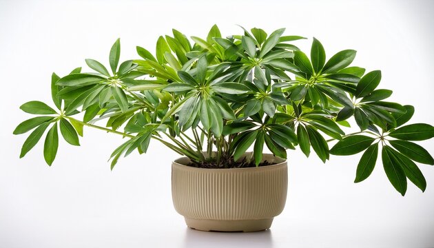 Houseplant Yang Schefflera A Potted Plant Isolated Over White